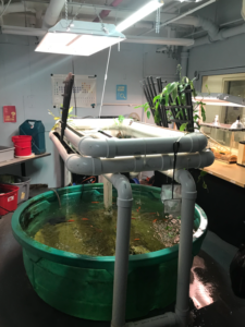 image of a hydroponic growing station